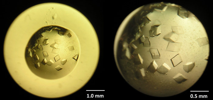 figure-protocol-4 Crystallization microscope image; protein crystal growth; scale bars 1.0 mm, 0.5 mm.