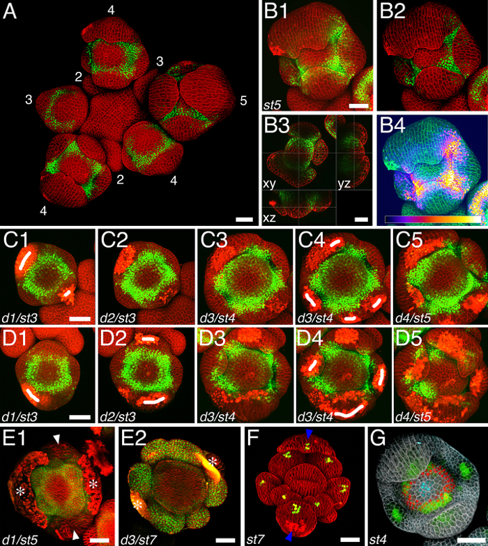 figure-results-1 Fluorescent microscopy of plant tissue; cellular development stages with protein expression mapping.