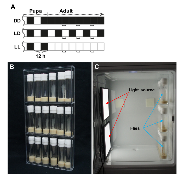 figure-results-1 Circadian rhythm experiment: light/dark cycle diagram, test tube setup, controlled light chamber.