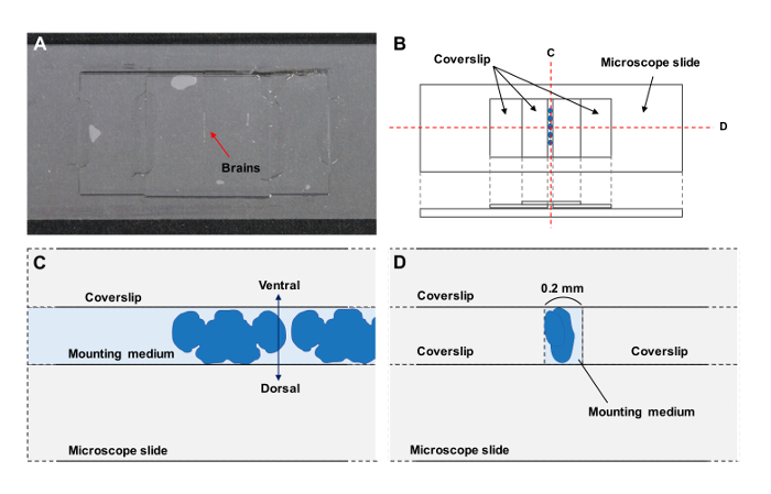figure-results-2 Brain mounting on microscope slide, coverslip placement diagram, for microscopy analysis.