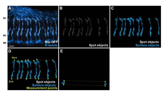 figure-results-3 Brp-GFP axons analysis; microscopy images showing spot and surface objects, measurement points.