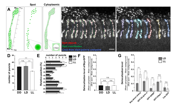figure-results-4 Fluorescence microscopy diagram; quantifying protein localization; bar chart analysis; statistical results.