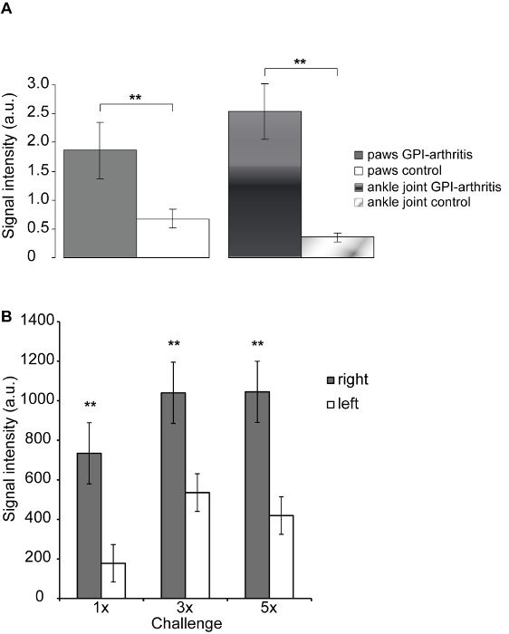 Non-invasive In Vivo Fluorescence Optical Imaging of Inflammatory MMP ...