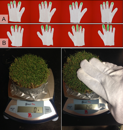 Glove dexterity test, weight assessment; experimental analysis with grass sample on digital scale.