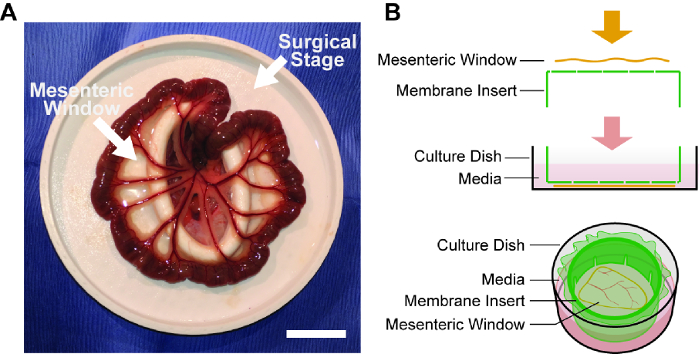 Mesenteric window surgical setup and diagram; culture dish, membrane insert, media; tissue study.