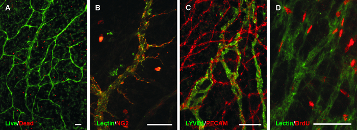 Fluorescence microscopy of vascular network; Live/Dead assay, Lectin/NG2, LYVE1/PECAM, Lectin/BrdU.