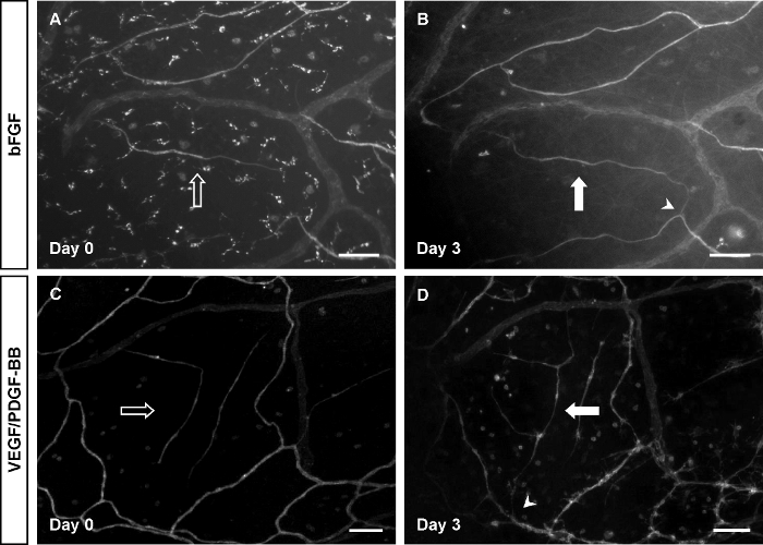 Vascular growth comparison, bFGF vs. VEGF/PDGF-BB, microscopic image, Day 0 and Day 3 analysis.