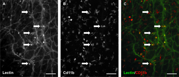 Lectin and CD11b fluorescent labeling, microscopy images show cell distribution and marker colocalization.