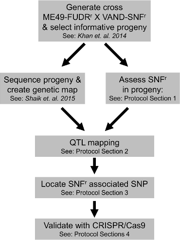 Genetic mapping process flowchart; gene cross, progeny sequencing, QTL mapping, SNP identification.