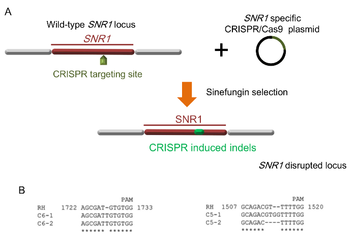 CRISPR gene editing diagram of SNR1 locus with targeting site, indels, and sequence alignment results.