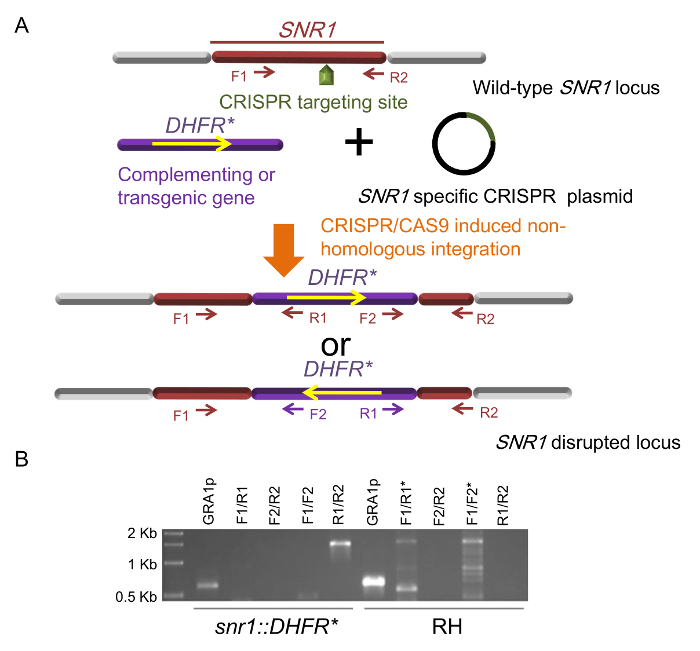 CRISPR-Cas9 integration diagram with SNR1 locus and gel electrophoresis results for DNA analysis.