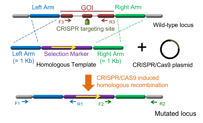 CRISPR gene editing diagram: homologous recombination using CRISPR/Cas9 plasmid and template arms.