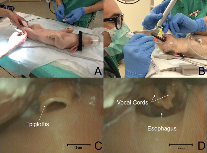 Animal intubation procedure; labeled endoscopy showing epiglottis, vocal cords, esophagus.