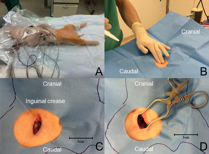 Surgical rodent procedure; setup, incision site preparation, tissue exposure; experimental setup.
