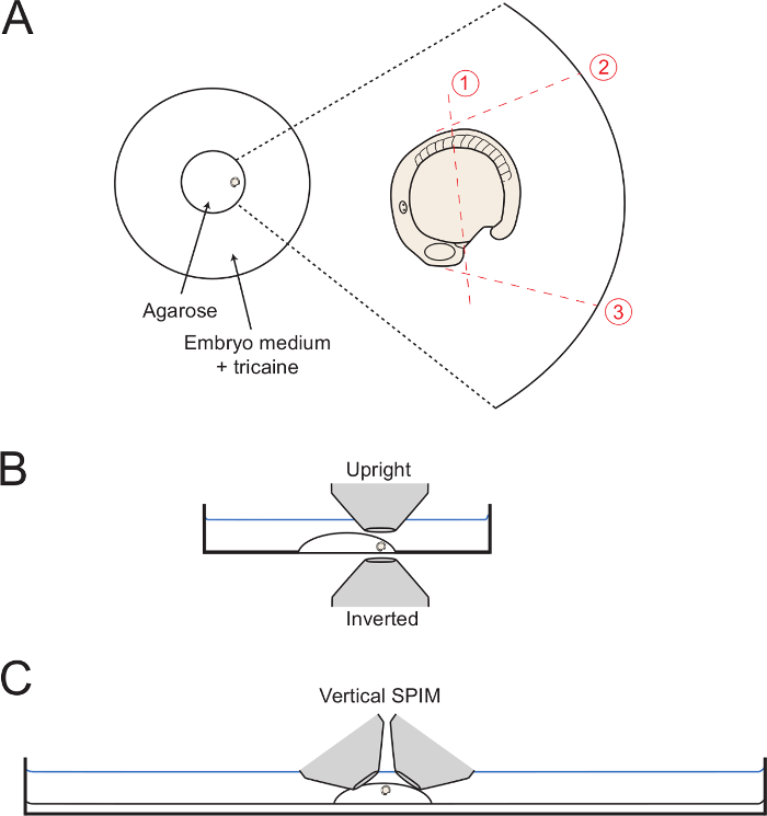 Diagram of embryonic development setup in agarose with SPIM imaging system; analysis positions shown.
