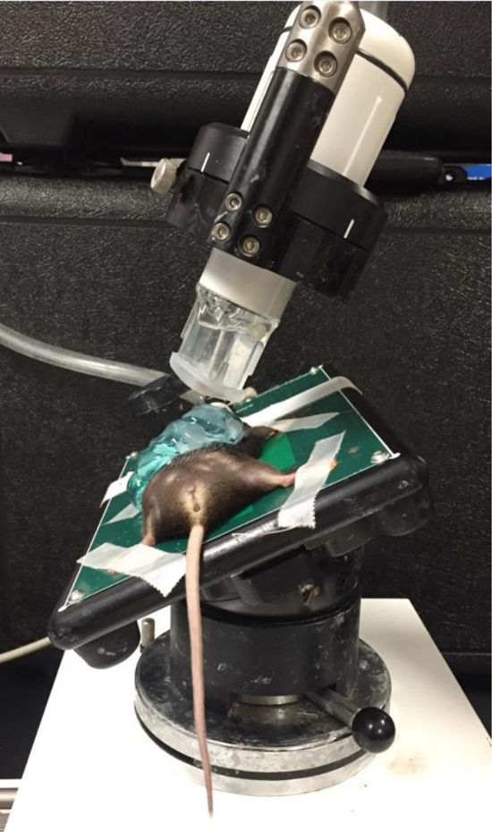 Rodent under microscope in neuroscience experiment setup for brain research.