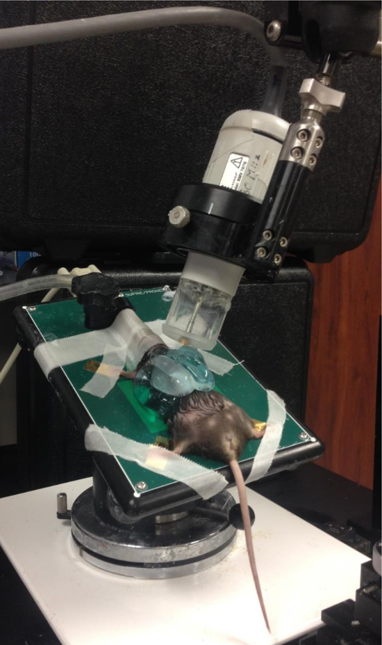 Rodent MRI setup, spectroscopy study, brain imaging method, non-invasive analysis process.