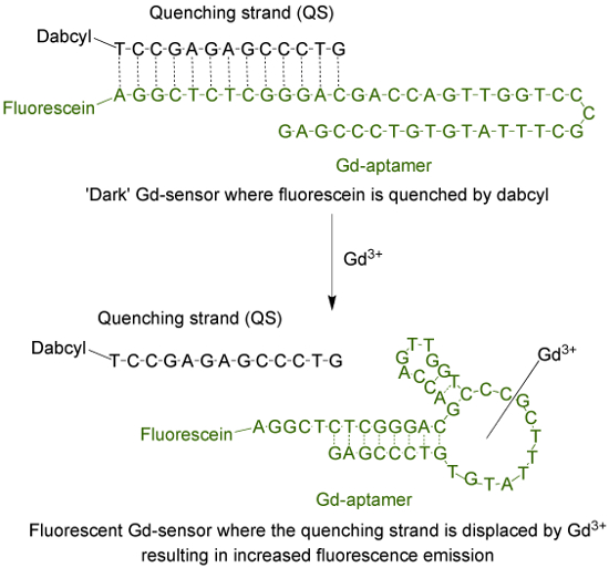 figure-introduction-1 Fluorescent Gd-sensor diagram; Gd3+ displaces quenching strand, increasing fluorescence emission.