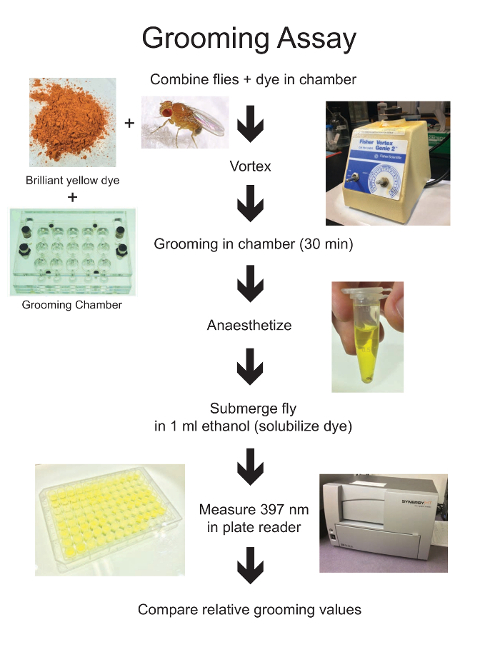 Grooming assay diagram: process with dye, vortex, plate reader for measuring fly grooming behavior.