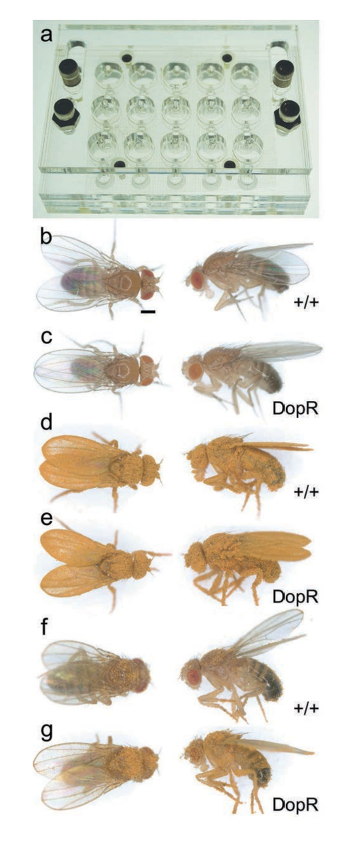 Drosophila genetic study with microchamber setup; fly phenotype comparison showing DopR mutation effects.
