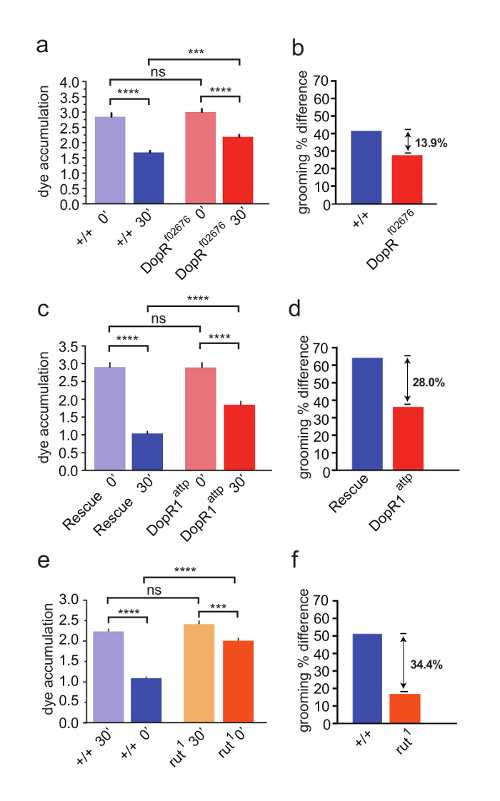 Bar charts of dye accumulation and grooming differences in genetic sample analysis; statistical comparison.