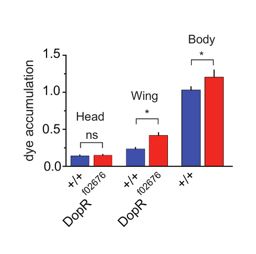Dye accumulation bar chart; DopR gene variants; head, wing, body analysis; significance marked.