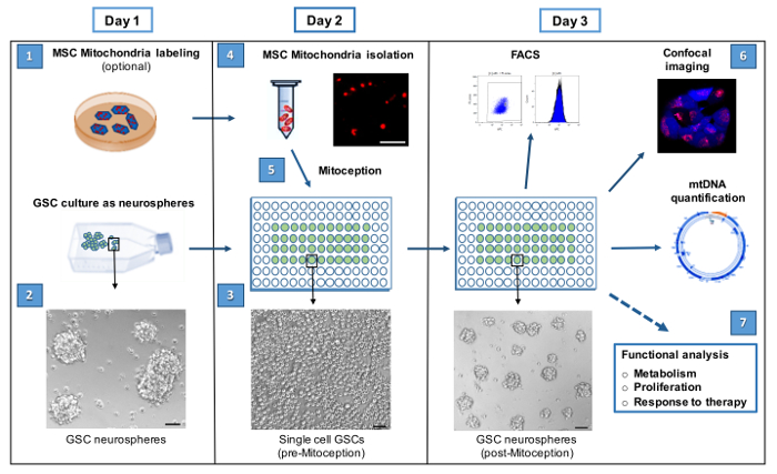 Mitoception process diagram with GSC neurospheres, MSC mitochondria labeling and FACS analysis.