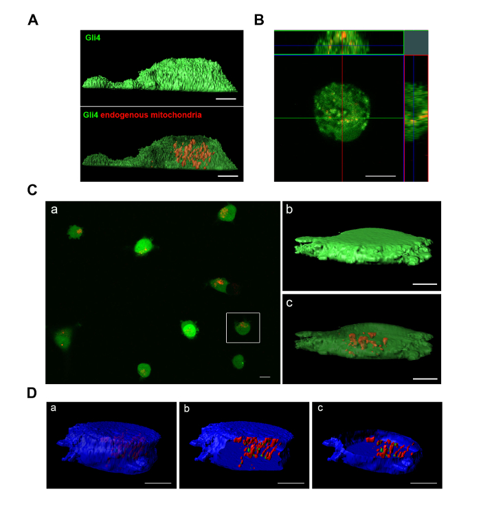 Gli4 localization in mitochondria, confocal microscopy image series, cell analysis, protein study.