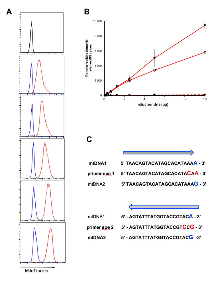 Flow cytometry analysis, mitochondrial uptake graph, mtDNA PCR primers diagram, research data.