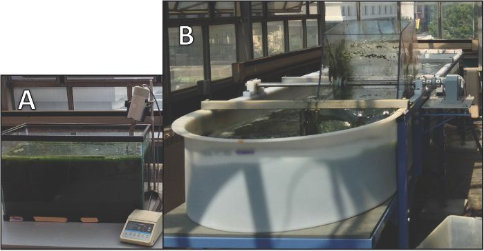 Algal growth experiment setup with tanks; water flow simulation; aquatic biomass cultivation study.