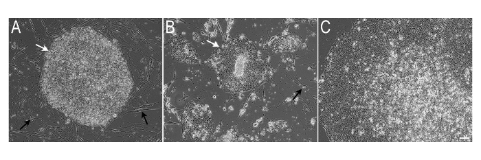 Ipscs Colonies Example Video: Small-scale Propagation of Human iPSCs in Serum-free Conditions ...