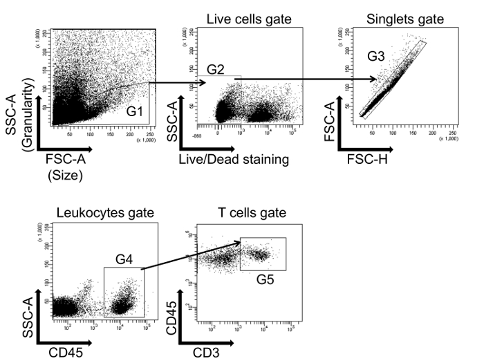 Video: Intracellular Staining and Flow Cytometry to Identify Lymphocyte ...