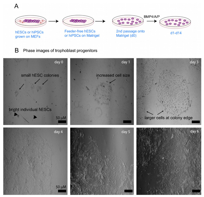 In Vitro Differentiation of Human Pluripotent Stem Cells into ...