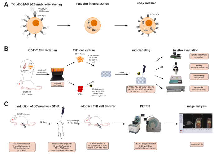Radiolabeling process diagram: CD4+ T cell isolation to PET/CT analysis for receptor study.