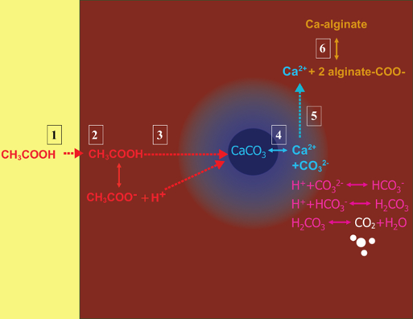 Chemical equilibrium diagram with equations showcasing acetic acid interaction and calcium carbonate formation.