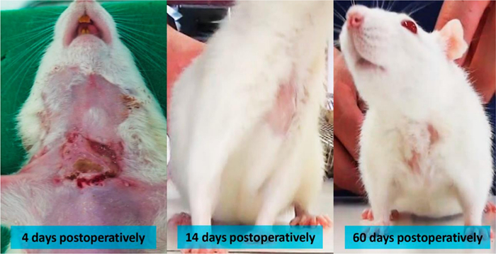 figure-results-14 Postoperative wound healing stages in rats over time; 4, 14, 60 days post-surgery study results.