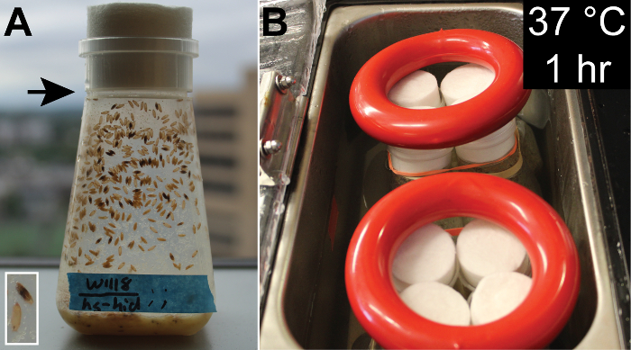 Fly incubation at 37°C for 1 hr; diagram of fly culture bottles in a water bath for experiment setup.