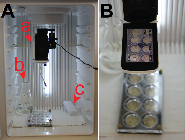Spectroscopy setup for absorption analysis; diagram illustrating optical excitation method.