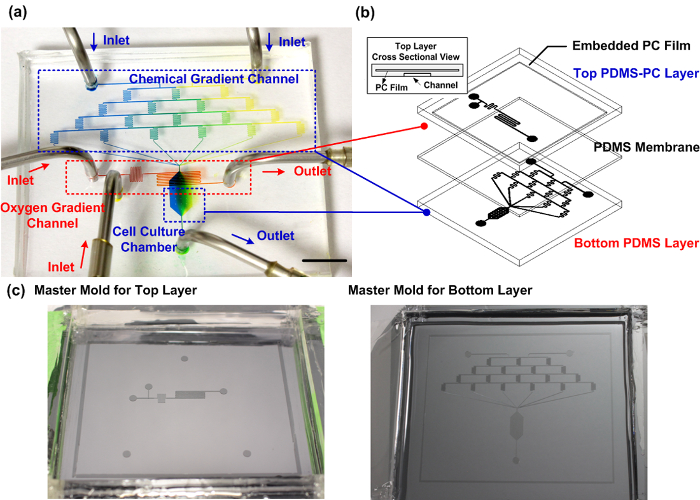figure-results-1 Microfluidic device diagram and setup: chemical and oxygen gradient channels, cell culture chamber.