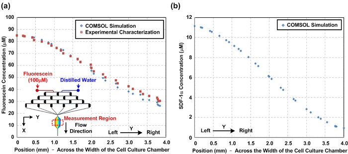 figure-results-2 Fluorescein concentration profile; COMSOL simulation vs experimental; microfluidic chamber diagram.