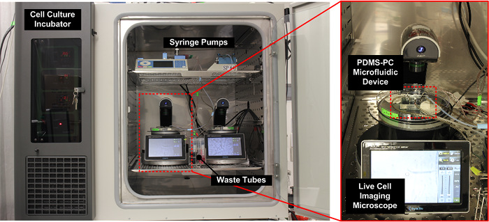 figure-results-4 Cell culture process with syringe pumps, microfluidic device; live cell imaging microscope setup.