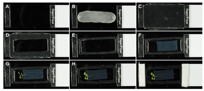 figure-results-1 Sequential growth stages of plant seedling in microfluidic slide chambers; experiment progression.