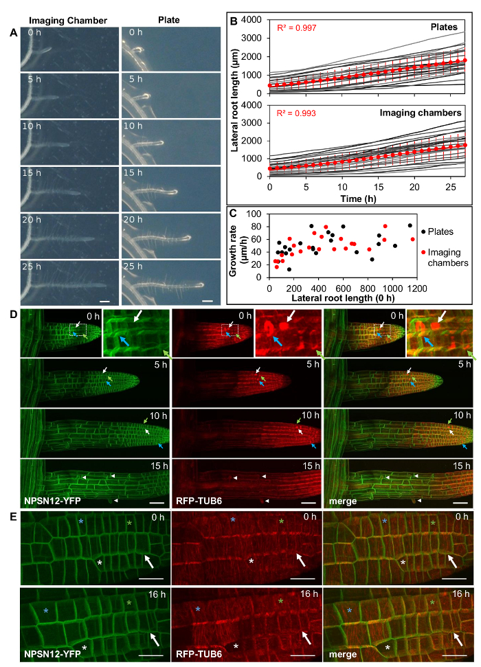 figure-results-2 Time-lapse root growth; NPSN12-YFP, RFP-TUB6 fluorescent imaging; microscopy analysis, graphs.