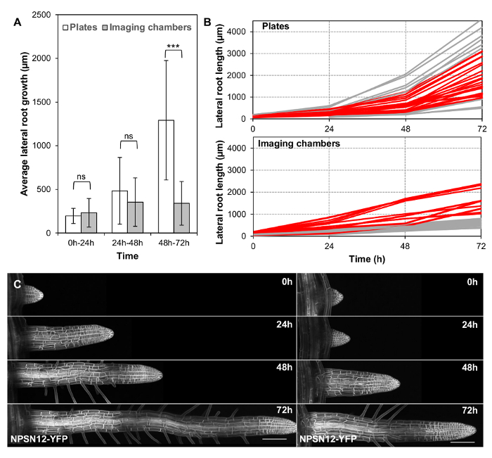 figure-results-3 Lateral root growth comparison; bar chart, growth curve, microscopy images; time-lapse analysis.
