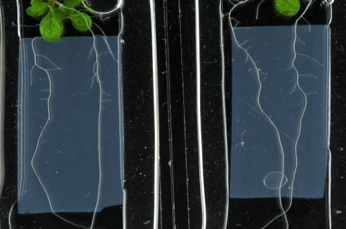 figure-results-5 Plant root growth on microfluidic device; experiment setup; plant physiology analysis.