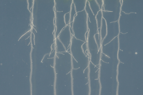 Root morphology, microscope image, plant root growth, rhizosphere study, developmental biology.