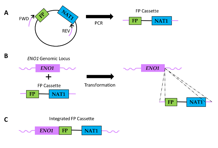 figure-introduction-1 Genetic transformation diagram: PCR amplification, FP cassette integration at ENO1 locus.