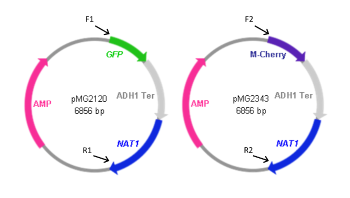 figure-introduction-2 Plasmid maps showing GFP and M-Cherry expression cassettes; gene cloning visualization.