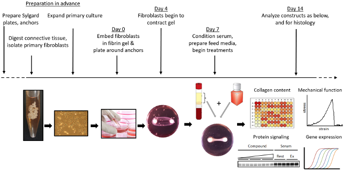 figure-results-1 Fibroblast contraction process diagram with serum conditioning, collagen content analysis, gene expression.