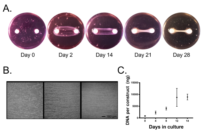 figure-results-2 Bacterial growth analysis, culture plates over 28 days, microscopy images, DNA quantification chart.